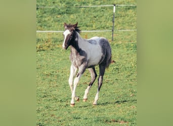 American Paint Horse, Semental, 1 año
