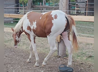 American Paint Horse, Semental, 1 año, Tobiano-todas las-capas
