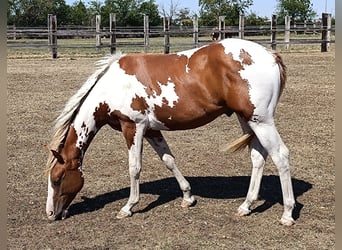 American Paint Horse, Semental, 1 año, Tobiano-todas las-capas