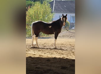 American Paint Horse, Semental, 2 años, 143 cm, Tobiano-todas las-capas