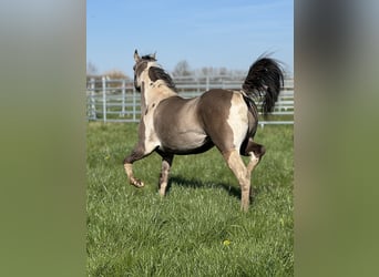 American Paint Horse, Semental, 2 años, 147 cm, Tobiano-todas las-capas