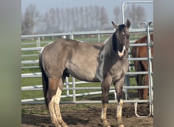American Paint Horse, Semental, 2 años, 147 cm, Tobiano-todas las-capas