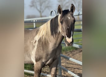 American Paint Horse, Semental, 2 años, 147 cm, Tobiano-todas las-capas