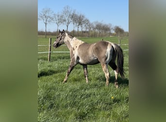 American Paint Horse, Semental, 2 años, 147 cm, Tobiano-todas las-capas