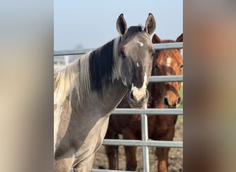 American Paint Horse, Semental, 2 años, 147 cm, Tobiano-todas las-capas