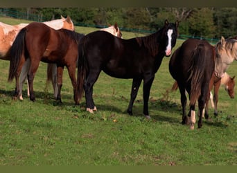 American Paint Horse, Semental, 2 años, 150 cm, Negro