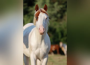 American Paint Horse, Semental, 2 años, 150 cm, Overo-todas las-capas