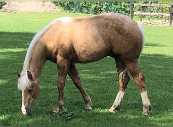 American Paint Horse, Semental, 2 años, 150 cm, Palomino