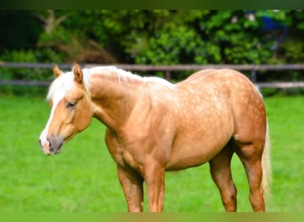 American Paint Horse, Semental, 2 años, 150 cm, Palomino