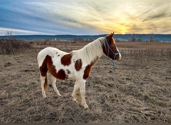 American Paint Horse, Semental, 2 años, 150 cm, Tobiano-todas las-capas