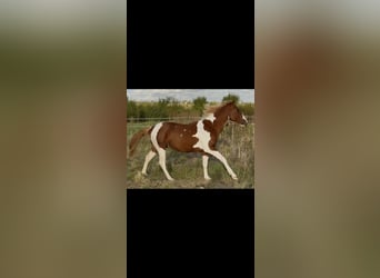 American Paint Horse, Semental, 2 años, 150 cm, Tobiano-todas las-capas