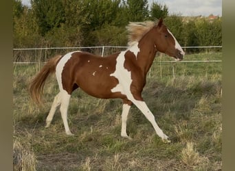 American Paint Horse, Semental, 2 años, 150 cm, Tobiano-todas las-capas