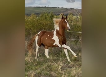 American Paint Horse, Semental, 2 años, 150 cm, Tobiano-todas las-capas