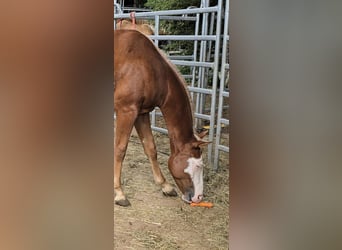 American Paint Horse, Semental, 2 años, 152 cm, Alazán