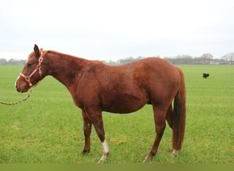American Paint Horse, Semental, 2 años, Alazán rojizo