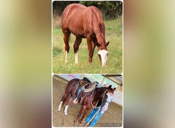 American Paint Horse, Semental, 3 años, 145 cm, Alazán