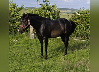 American Paint Horse, Semental, 3 años, 147 cm, Castaño oscuro