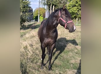 American Paint Horse, Semental, 3 años, 147 cm, Castaño oscuro