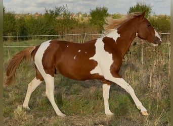 American Paint Horse, Semental, 3 años, 148 cm, Alazán
