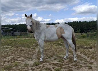 American Paint Horse, Semental, 3 años, 155 cm, Tobiano-todas las-capas