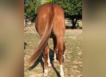 American Paint Horse, Semental, 3 años, 156 cm, Alazán