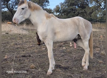 American Paint Horse, Semental, 3 años, 175 cm, Cremello