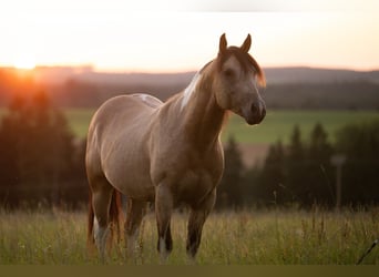 American Paint Horse, Semental, 4 años, 148 cm, Buckskin/Bayo