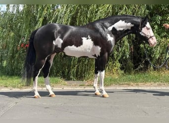 American Paint Horse, Semental, 5 años, 162 cm, Overo-todas las-capas