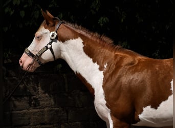 American Paint Horse, Semental, 6 años, 145 cm, Overo-todas las-capas
