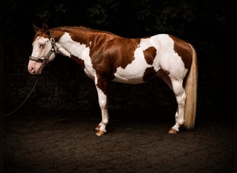 American Paint Horse, Semental, 6 años, 145 cm, Overo-todas las-capas