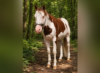 American Paint Horse, Semental, 6 años, 145 cm, Overo-todas las-capas