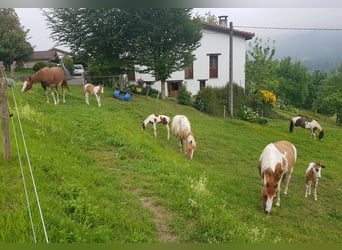 American Paint Horse, Semental, 7 años, 155 cm, Grullo