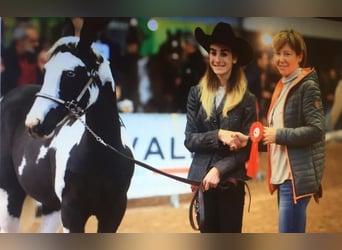 American Paint Horse, Semental, 9 años, 148 cm, Tobiano-todas las-capas