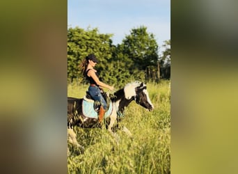 American Paint Horse, Semental, 9 años, 148 cm, Tobiano-todas las-capas