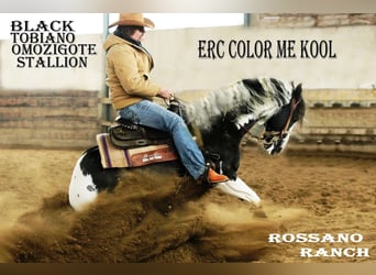 American Paint Horse, Semental, 9 años, 148 cm, Tobiano-todas las-capas