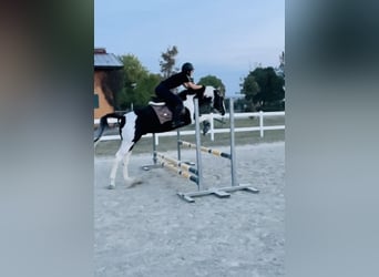 American Paint Horse, Semental, 9 años, 153 cm, Pío