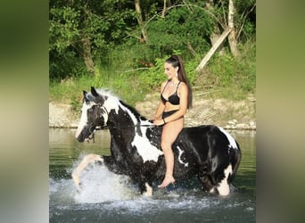American Paint Horse, Semental, 9 años, 153 cm, Pío