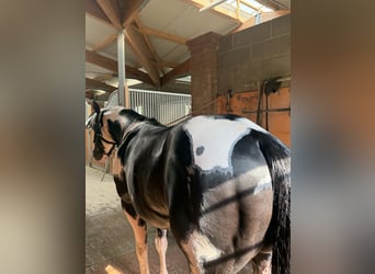 American Paint Horse, Semental, 9 años, 153 cm, Pío