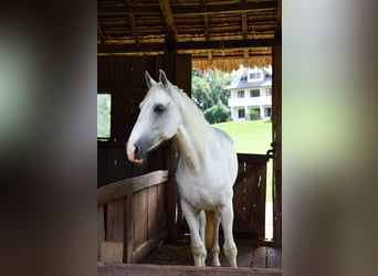 American Paint Horse, Semental, 9 años, 163 cm, White/Blanco