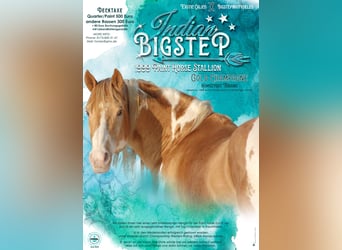 American Paint Horse, Semental, 27 años, 154 cm, Champán