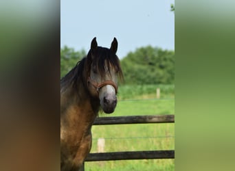 American Paint Horse, Semental, 6 años, 160 cm, Champán