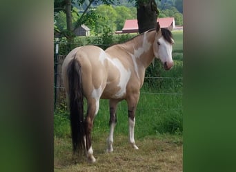 American Paint Horse, Semental, 9 años, 146 cm, Overo-todas las-capas