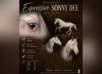 American Paint Horse, Semental, 13 años, 157 cm, Overo-todas las-capas