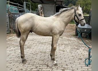 American Paint Horse, Semental, Potro (05/2025), 145 cm, Buckskin/Bayo