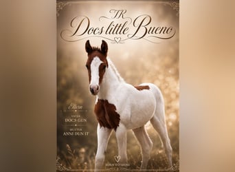American Paint Horse, Semental, Potro (05/2026), 150 cm, Tobiano-todas las-capas