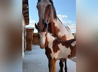 American Paint Horse, Semental, Potro (07/2026), 152 cm, Pío