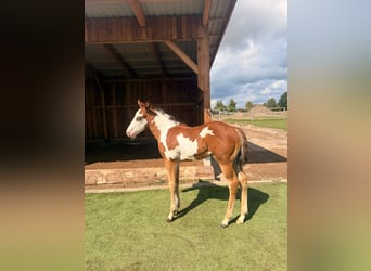 American Paint Horse, Semental, Potro (07/2026), 152 cm, Pío
