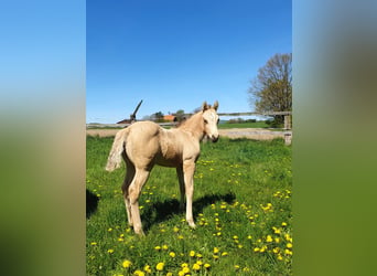 American Paint Horse, Semental, Potro (04/2026), 153 cm, Buckskin/Bayo