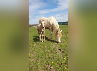 American Paint Horse, Semental, Potro (04/2026), 153 cm, Buckskin/Bayo
