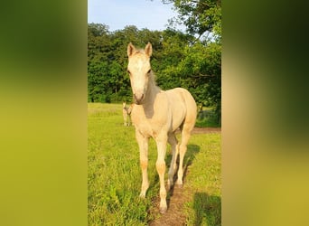 American Paint Horse, Semental, Potro (04/2026), 153 cm, Buckskin/Bayo